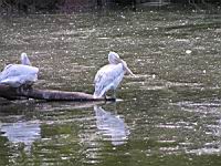 Pelican frise, Pelecanus crispus (ord Pelecaniformes) (fam Pelecanides) (Photo F. Mrugala) (05)